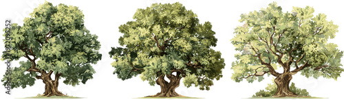 Old oak tree set with clipping path