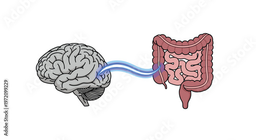 A stylized anatomical diagram features a grey brain linked to a pink intestinal tract by a vibrant glowing blue energy beam against a white background.