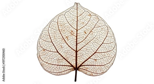 Detailed Skeleton Leaf Vein Pattern Isolated on a Pure White Background
