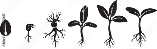 Plant growth stages from seed to sprout development process