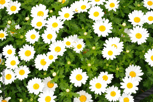 花壇の花