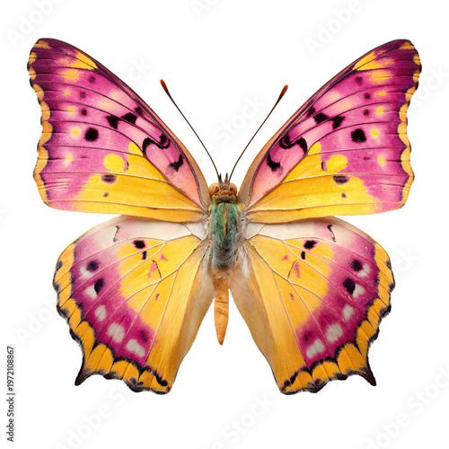 Pink and Yellow Butterfly Spring Isolated on White Background