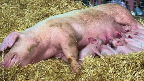 lovely Fat Pig feeding baby piglets weighing over half a Ton at Royal Sydney Easter Show feeding on Hay in Sydney NSW Australia