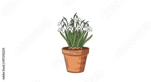 Cluster of white snowdrop flowers with green stems and leaves is planted in a classic terracotta pot for a beautiful spring garden display.