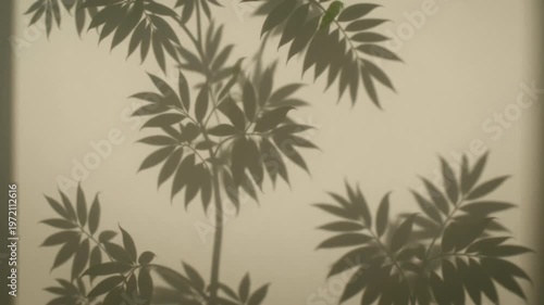 The video features a shadow puppet display of a plant with broad, multi lobed leaves