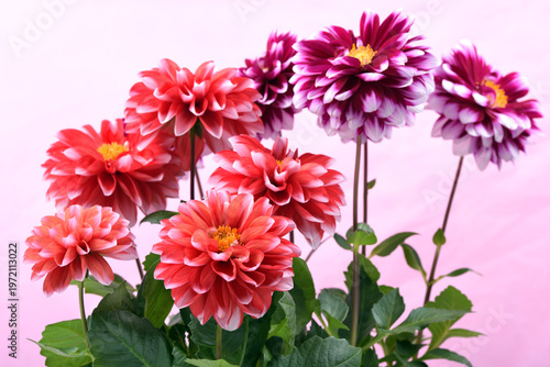 ピンク背景の白い縁どりの赤と赤紫のダリアの花
