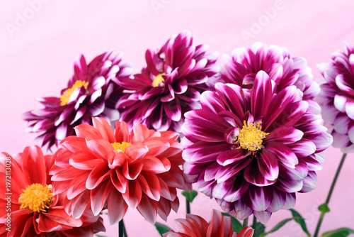 ピンク背景の白い縁どりの赤と赤紫のダリアの花
