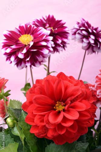 ピンク背景の赤と赤紫のダリアの花
