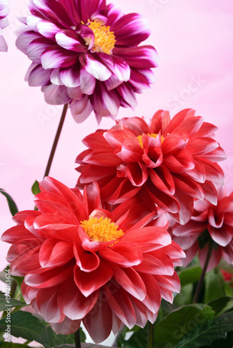 ピンク背景の白い縁どりの赤と赤紫のダリアの花
