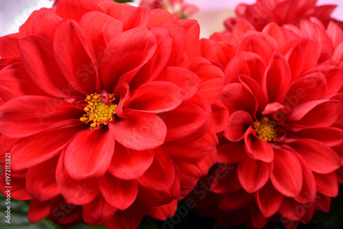 赤いダリアの花のアップ
