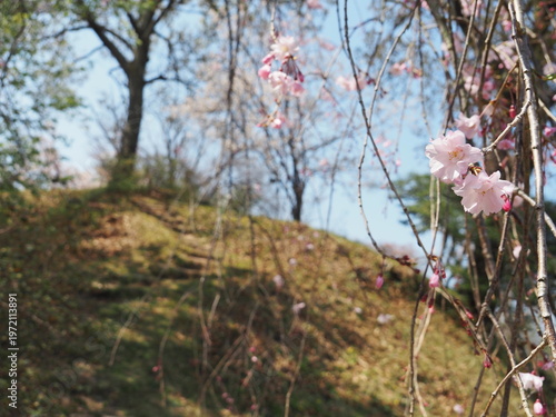 晴れた日の桜が咲く田舎の風景