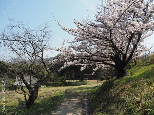 晴れた日の桜が咲く田舎の風景