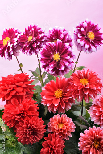 ピンク背景の赤と赤紫のダリアの花

