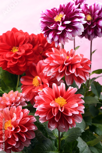 ピンク背景の赤と赤紫のダリアの花

