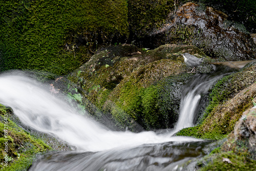 Waterfalls in the forest with newborn of European dipper, long exposure photography (Cinclus cinclus)