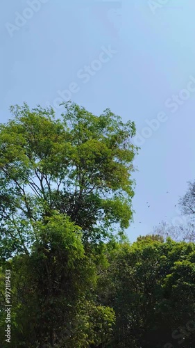 trees and sky