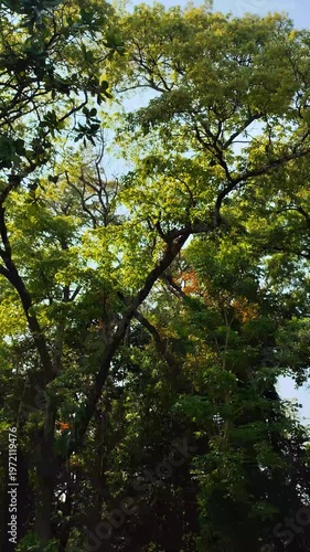 trees in the forest