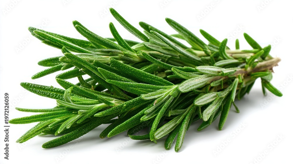 Fototapeta premium Green rosemary on white background. Smells nice.
