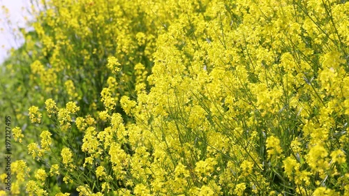菜の花