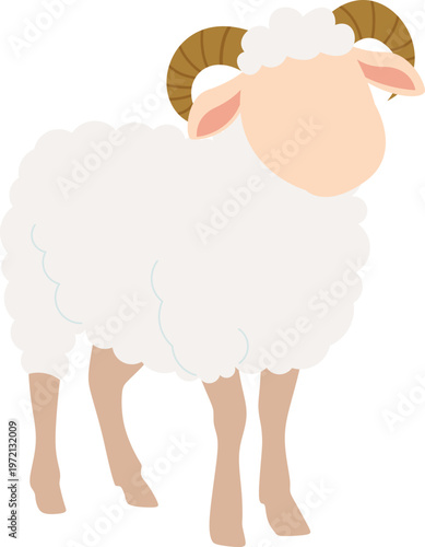 Sheep for Eid Al Adha