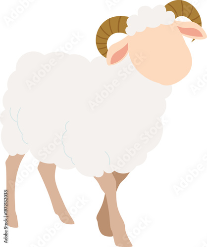 Sheep for Eid Al Adha