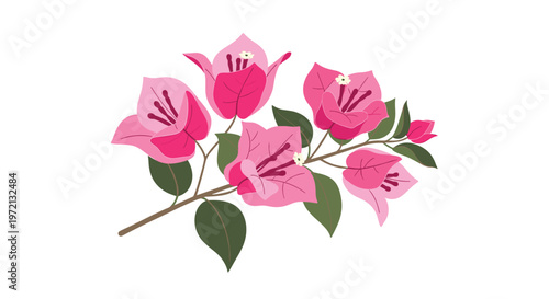 Lush and oversized pink bougainvillea flowers flourish on a slender branch over a white setting featuring deep green foliage and delicate white centers.
