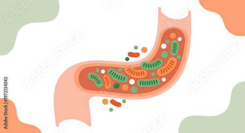 Gut microbiome illustration: healthy bacteria in the digestive system