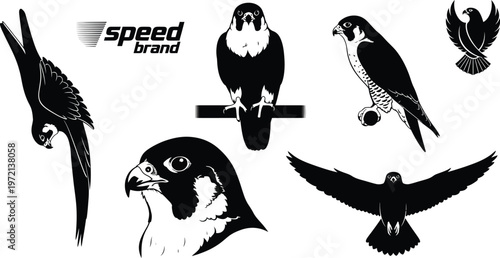 Set of falcon graphic elements including silhouettes and the word 'speed' with head profile with bird of prey with animal graphics with speed text