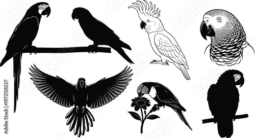 Silhouettes of various parrots and a bird of prey with outstretched wings with black and white with parrot head with parrot in flight with perched bird with bird on branch with various birds