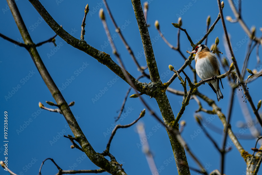 Obraz premium Ein Vogel sitzt auf einem Ast in einem Baum unter blauem Himmel im Frühling