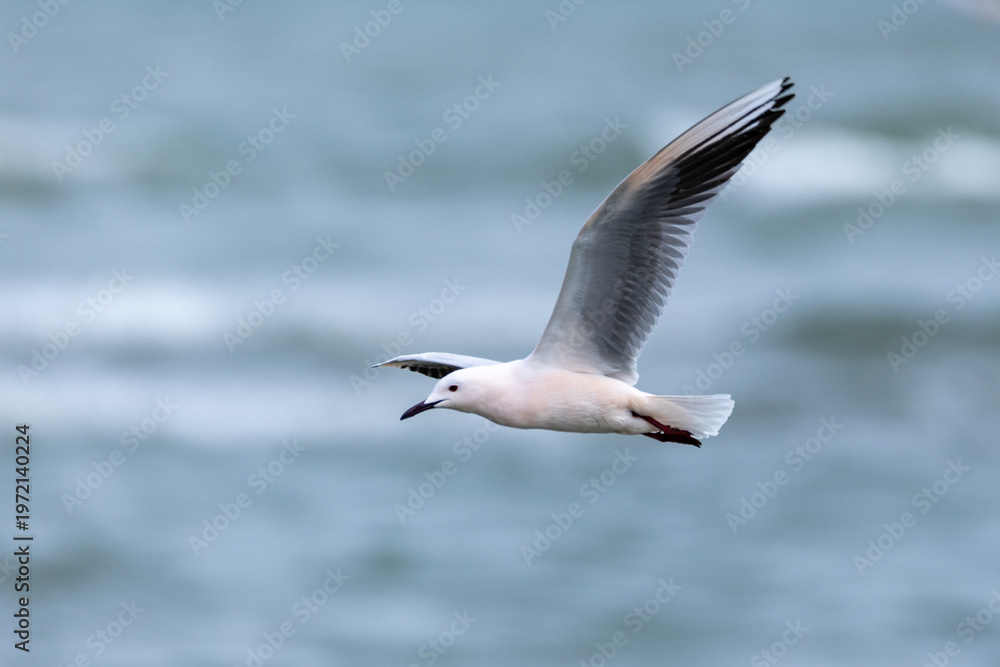 Fototapeta premium seagull seabird in flight fishing in the Comacchio valleys