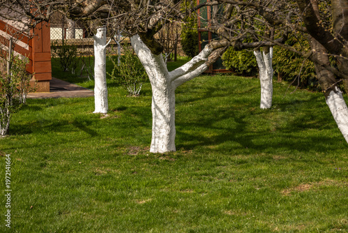 White painted trees in the orchard, protection of tree bark against low temperatures, white quicklime diluted with water for painting trees in the orchard,