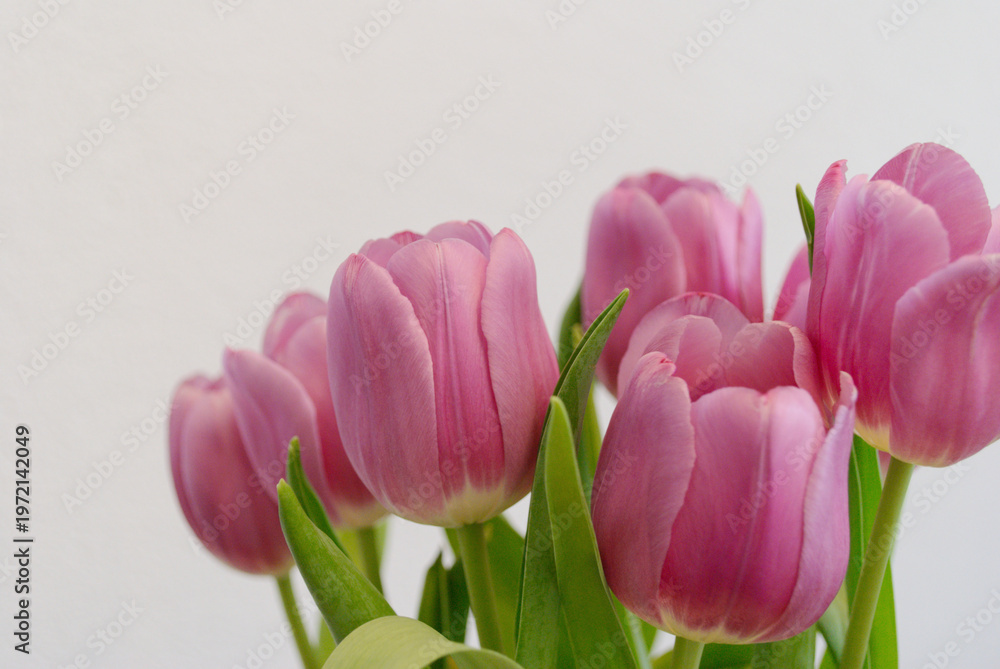 Obraz premium Tulipanes rosados en flor en fondo blanco