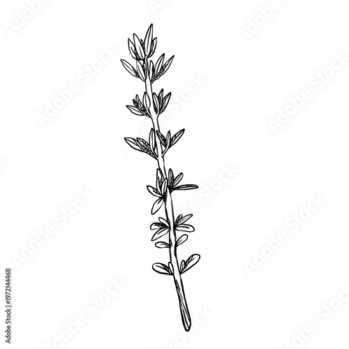 Black and white vector illustration of thyme sprig in minimal line art style. Straight stem with paired narrow pointed leaves. Clean lines. Great for logos, menu icons, and craft packaging.