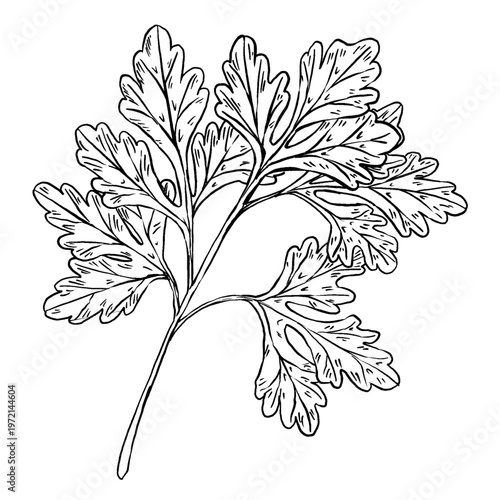 Black and white vector illustration of parsley or cilantro sprig in engraving style. Branching stem with serrated lobed leaves. Detailed hatching. Great for spice labels, menus, and cookbook art