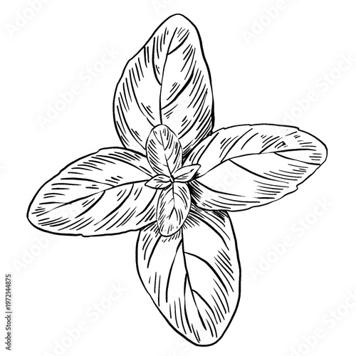 Black and white vector illustration of basil top view in engraving style. Four symmetrical broad leaves with central rosette. Detailed hatching. Great for spice labels, menus, and cookbook design