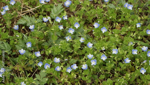 Bird's-eye speedwell