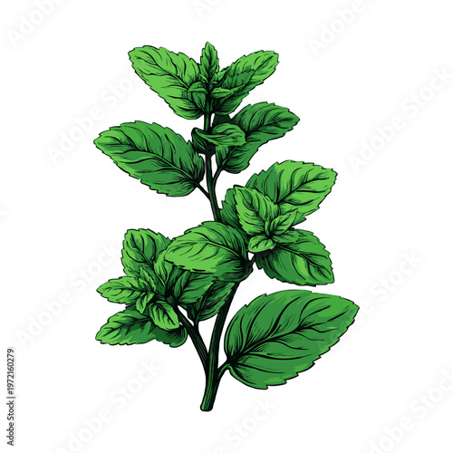 Fresh green mint plant with detailed leaves in hand-drawn style on white background, representing herbal and organic botanical concept