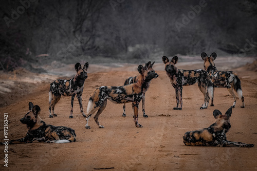 Foto African wild dog pack arranged symmetrically on dirt road in Zambia