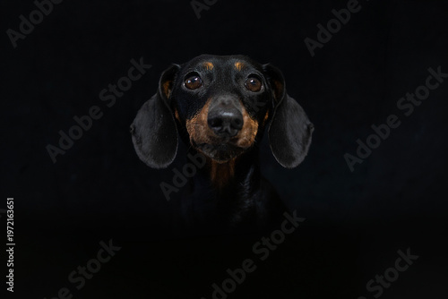 Miniature Dachshund photographed in a studio on a black background