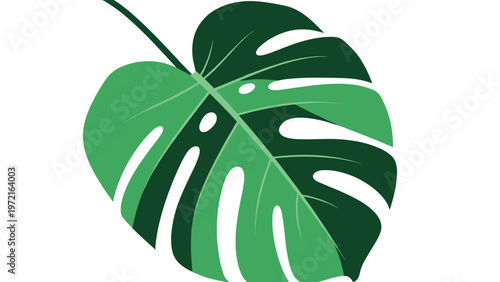 Large green monstera deliciosa leaf with characteristic holes and a natural design on a clean white background.