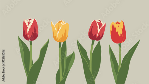 Beautiful row of four tulips in red and yellow colors with green leaves standing against a neutral grey background in a flat illustration style.