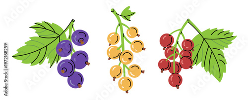 Colorful hand drawn illustration set of currant berries including black, red, and white varieties with leaves. Clean flat cartoon style, perfect for food design, packaging, labels, recipes, and organi