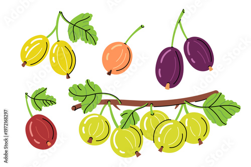 Bright flat illustration set featuring gooseberries in multiple colors on branches and as separate fruits. Clean shapes, bold outlines, and simple shading create a playful, modern botanical style.