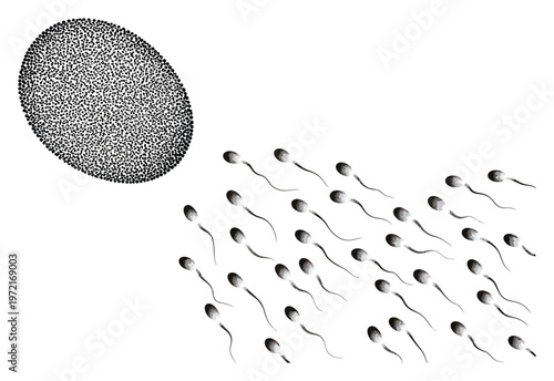 Sperm Cells and Egg Cell Vector Illustration