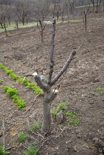 Foto Orchard in spring with a young tree undergoing grafting, new scions inserted int