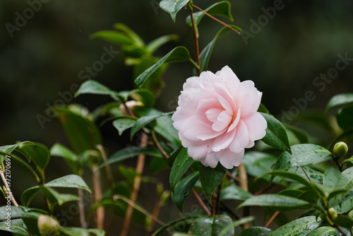 雨中に咲く薄ピンクの椿