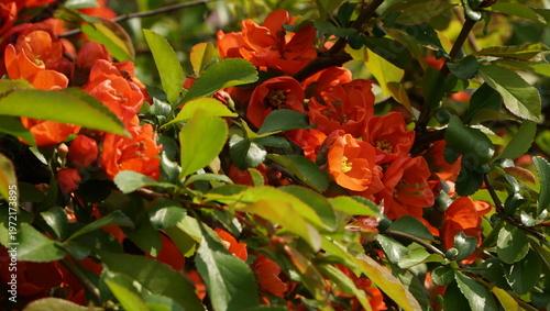 Flowering quince