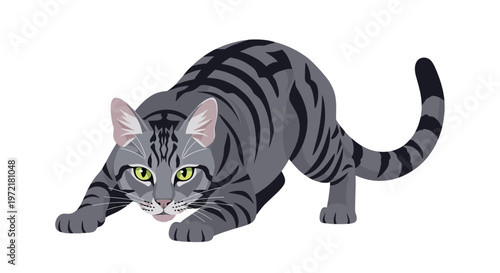 Realistic grey tabby cat in a low crouching hunting pose with focused green eyes and its tail extended on white background.