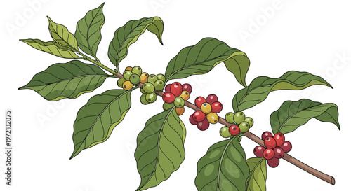 Detailed botanical illustration of a coffee plant branch featuring green leaves and coffee cherries in various stages of ripening from green to red.
